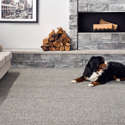 Dog on Carpet | PDJ Flooring