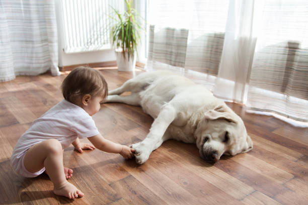 Pet friendly | PDJ Flooring