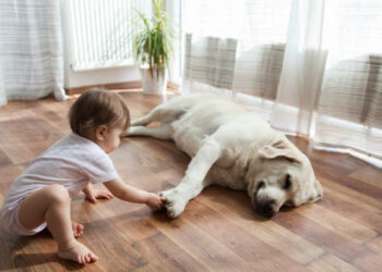 Top Flooring Options For Pet Owners | PDJ Flooring